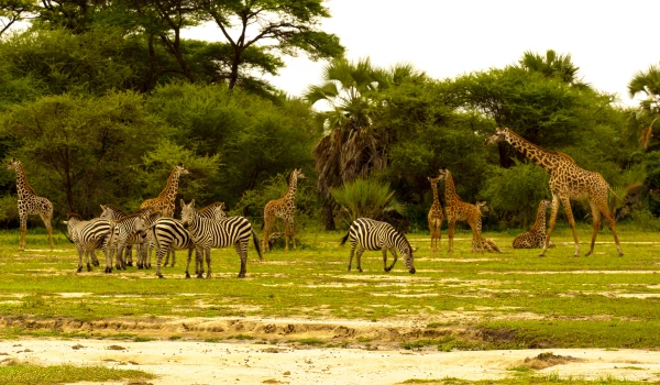  tarangire day trip